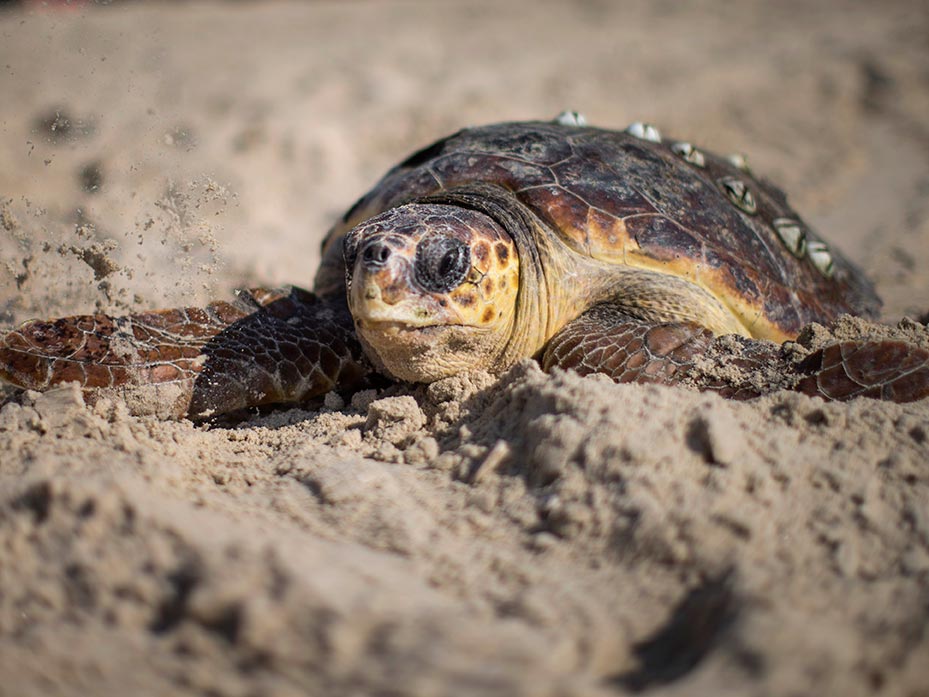 cute baby green sea turtle