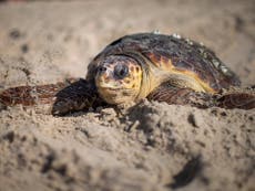 Green sea turtles in Florida and Mexico are no longer endangered