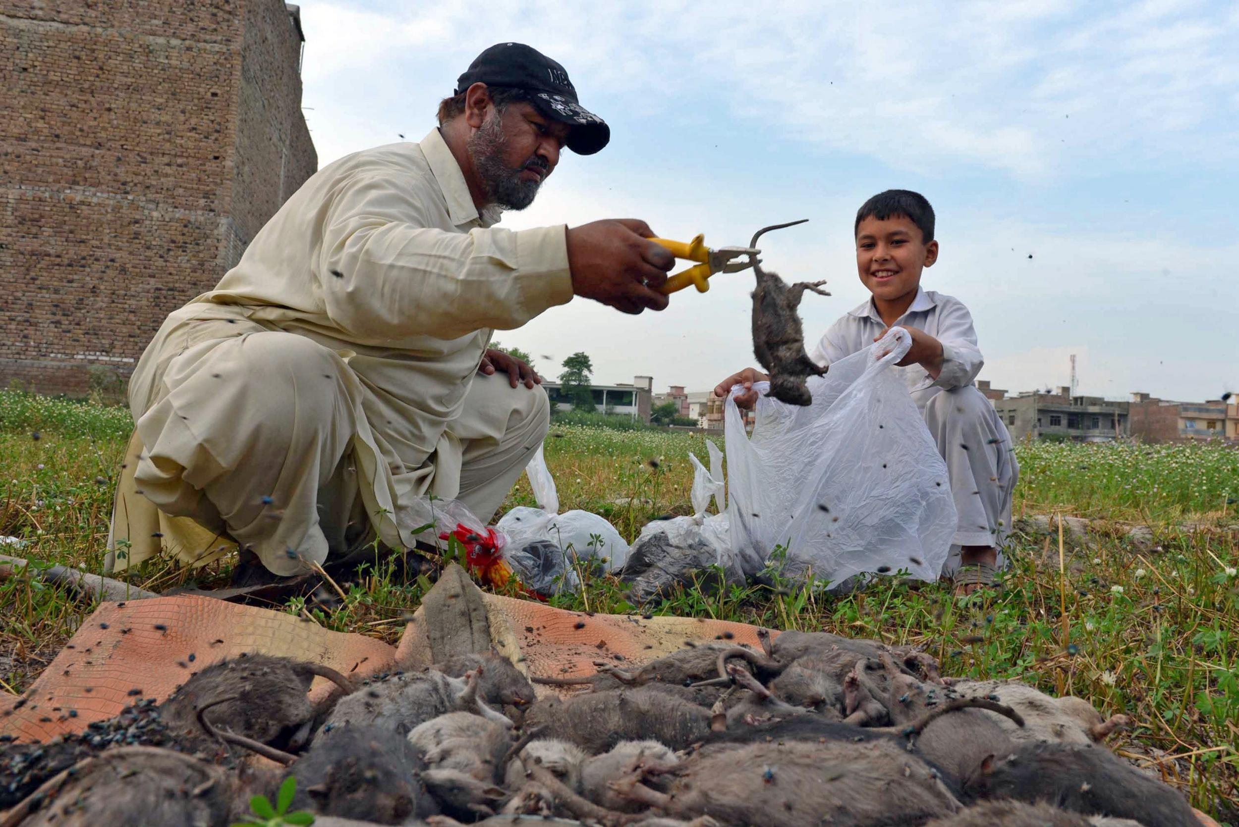 Naseer Ahmad (left) is waging a dogged battle against the rats of Peshawar