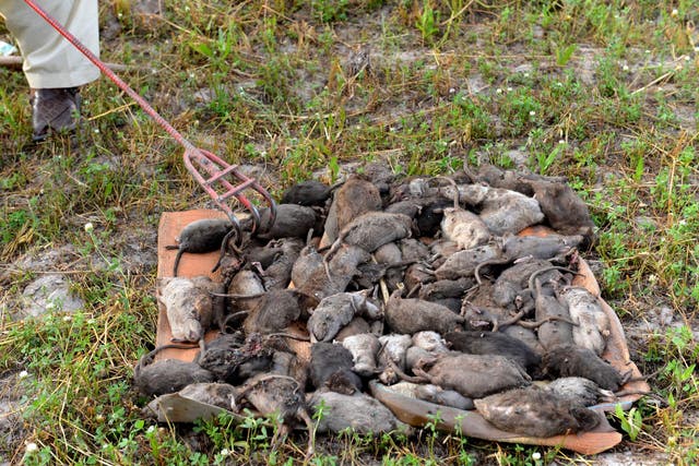 Pakistani resident Naseer Ahmad - known as 'Rat Killer' - collecting dead rats in Peshawar