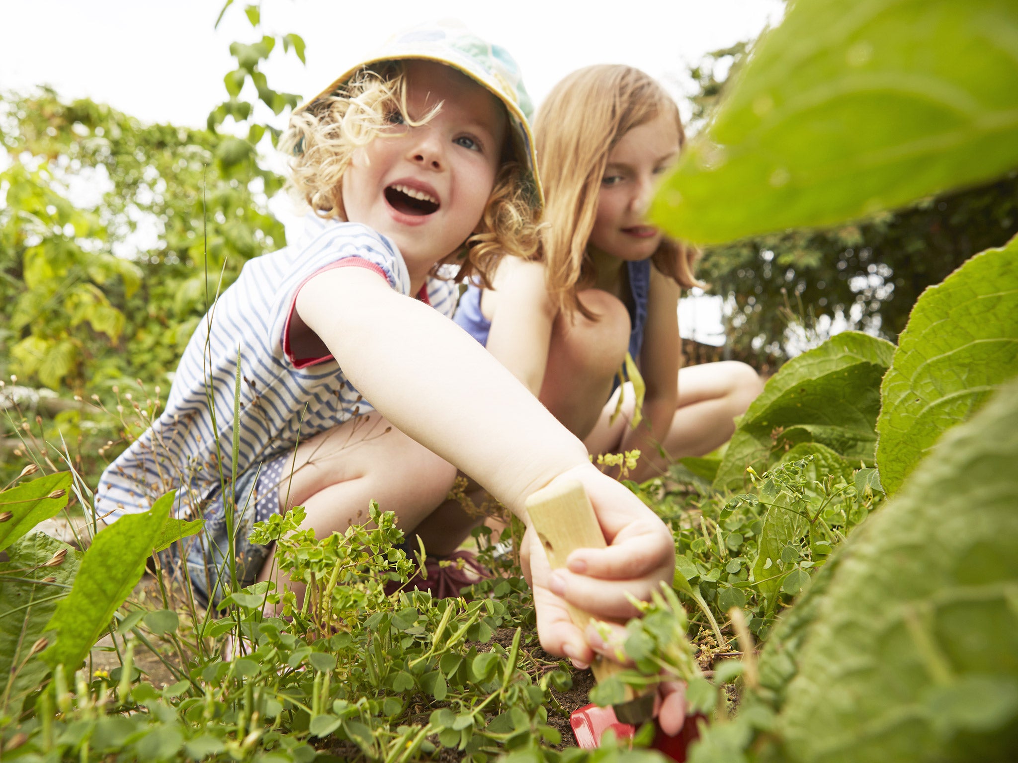 Gardening can educate children on healthy foods and combat obesity, researchers claim