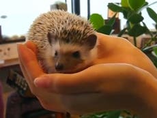 Read more

Hedgehog cafe launched to promote animals' 'charm'