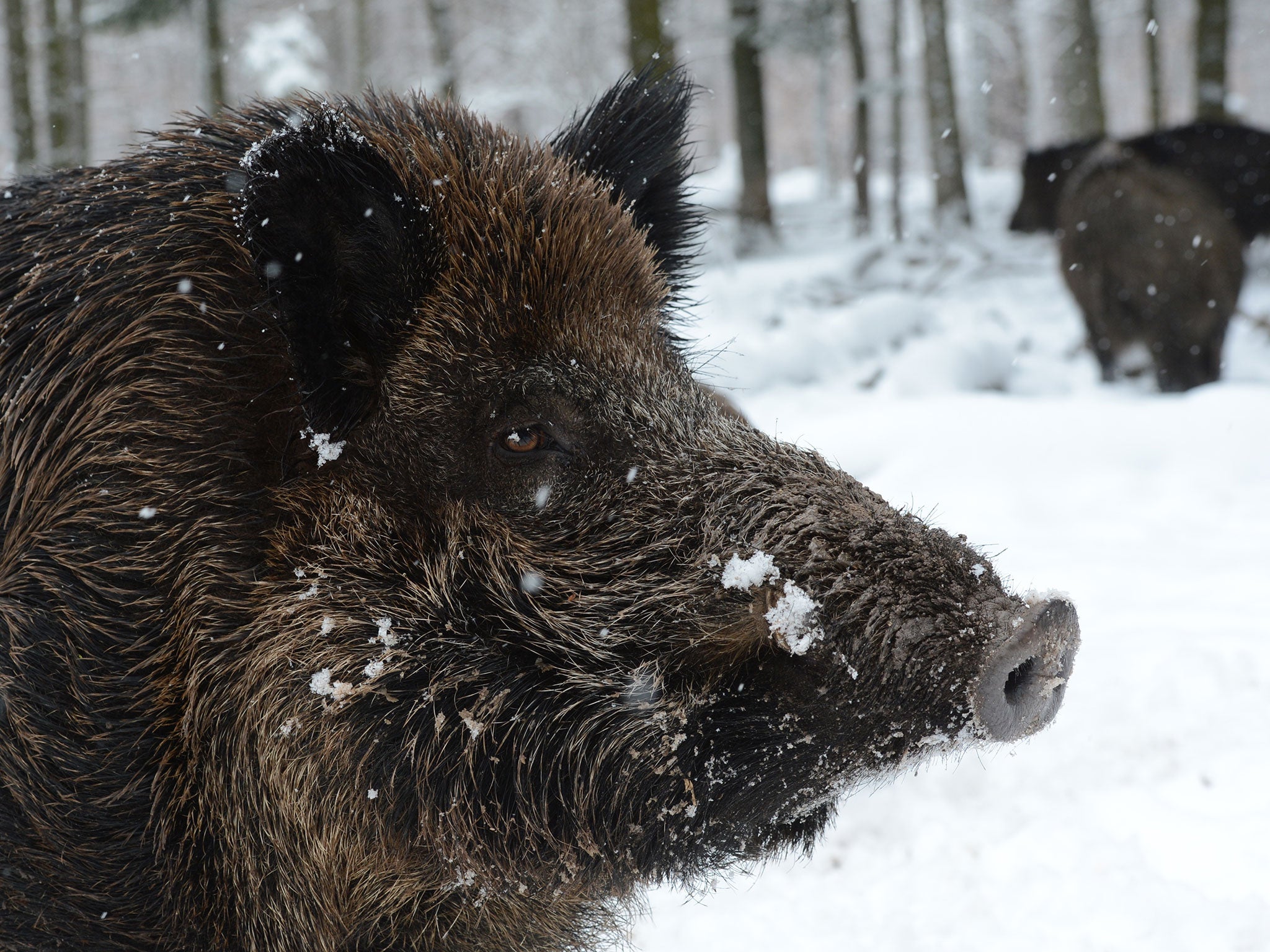 The boars are causing damage to local farms