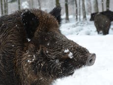 Radioactive wild boars rampaging around Fukushima nuclear site