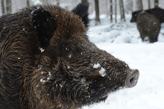 The boars are causing damage to local farms