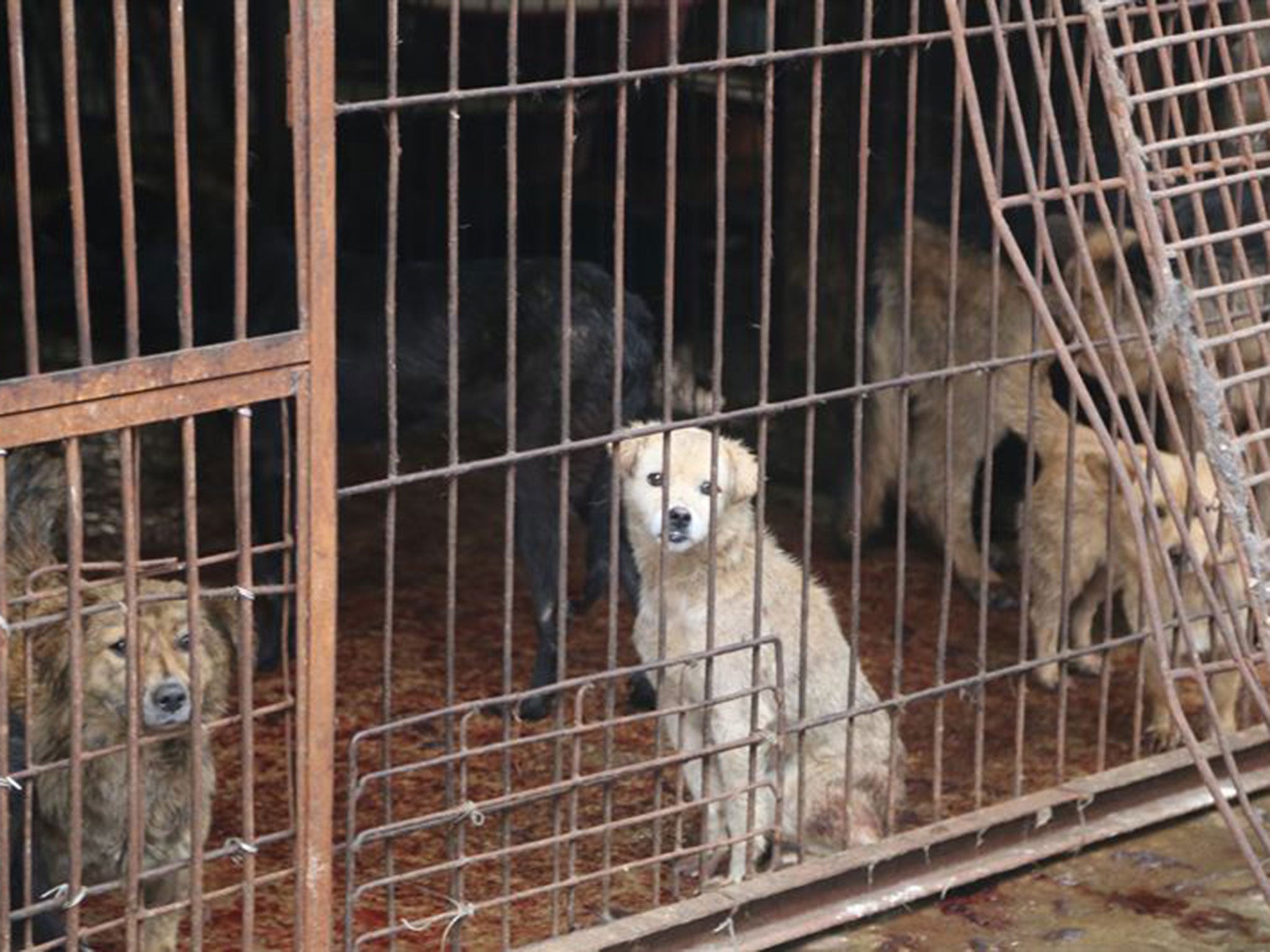 An estimated 10-20 million dogs are killed for human consumption every year in China