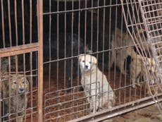 Read more

New pictures emerge of 'nightmare' conditions at Yulin dog festival