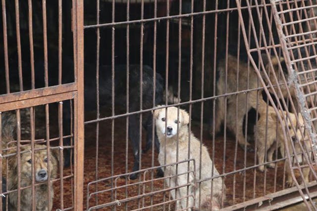 An estimated 10-20 million dogs are killed for human consumption every year in China