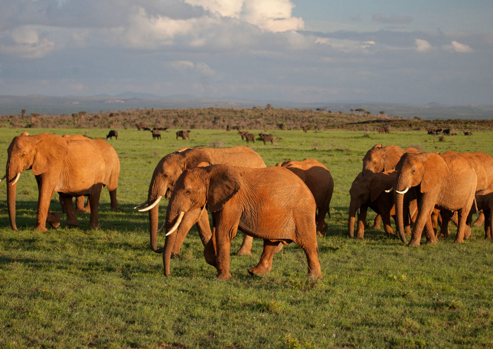 Elephants roam the Loisaba Conservancy