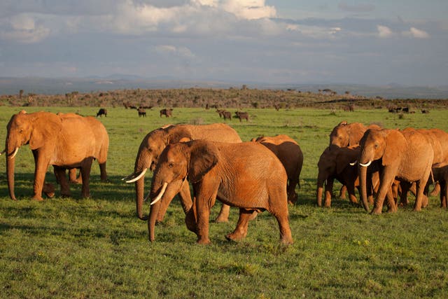 Elephants roam the Loisaba Conservancy