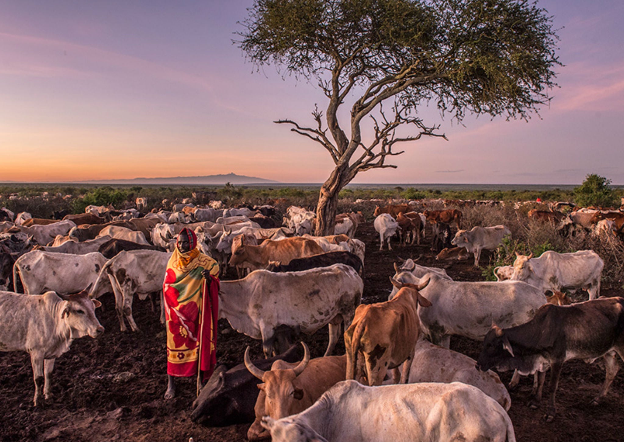 A local cow farmer tends to their herd on the conservancy