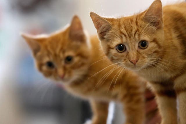 Police have been investigating cat killings across the UK
