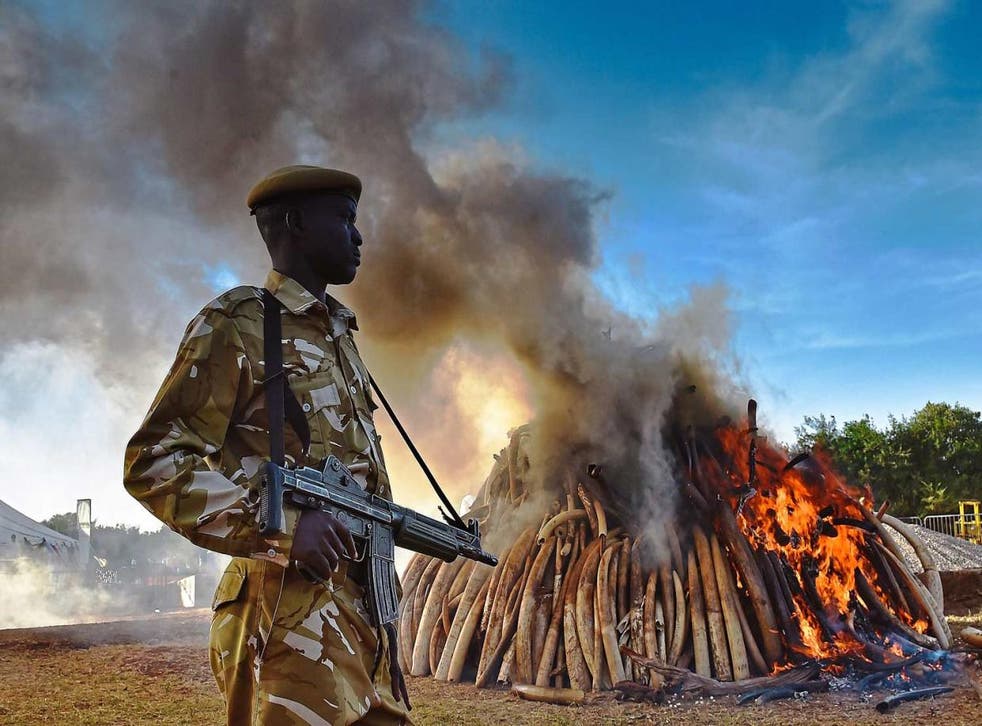 Burning issue: a stockpile of tusks being destroyed