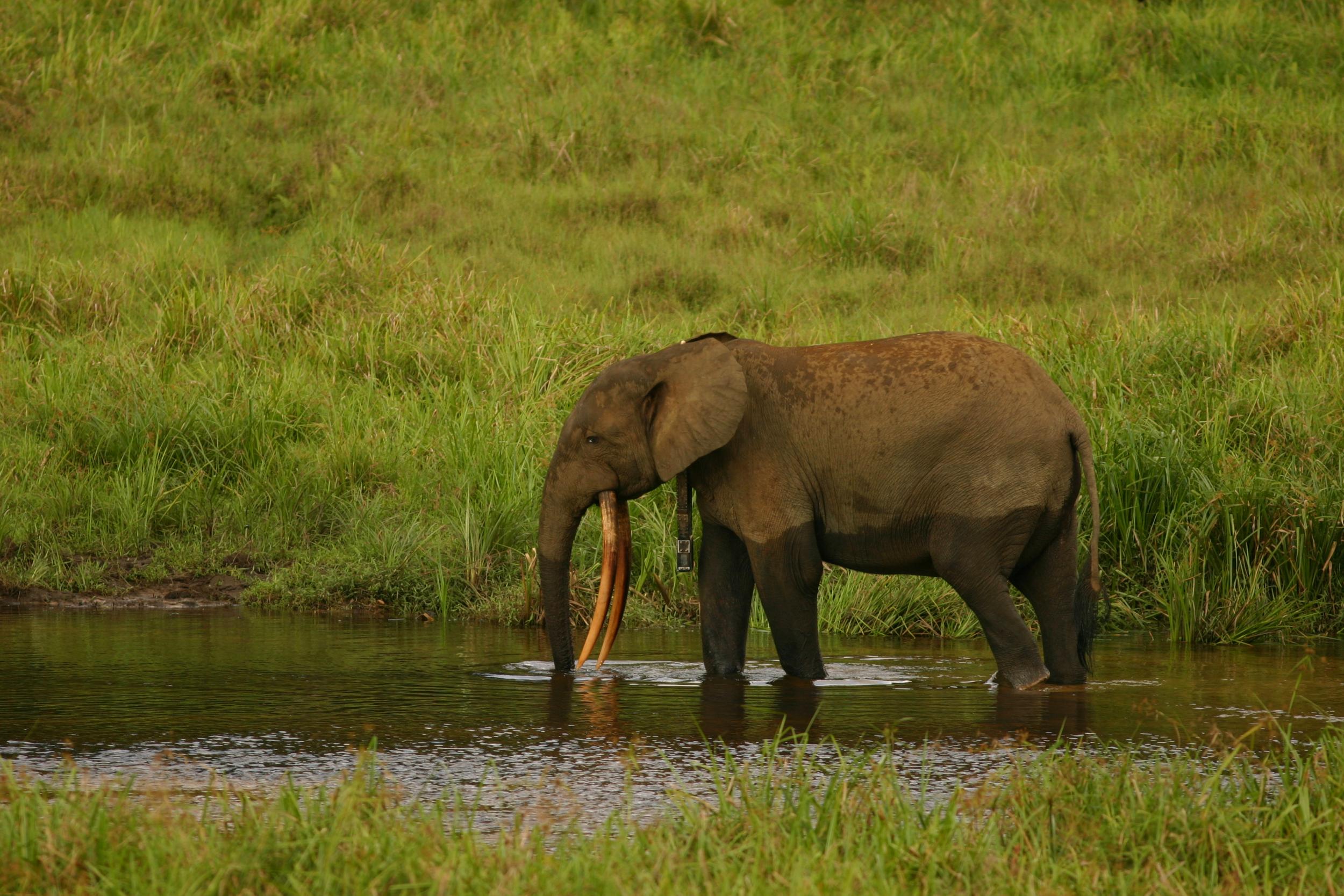 Collared forest elephant bull in Gabon