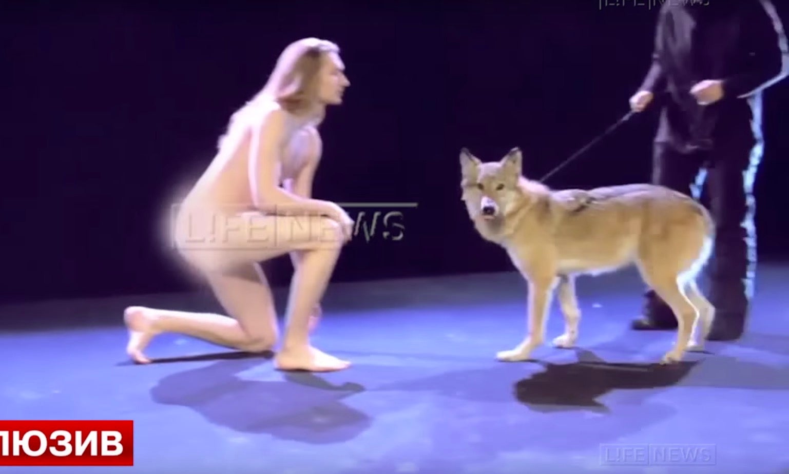 Eurovision 2016 Belarus entry Ivan to perform naked surrounded by live wolves The Independent The Independent