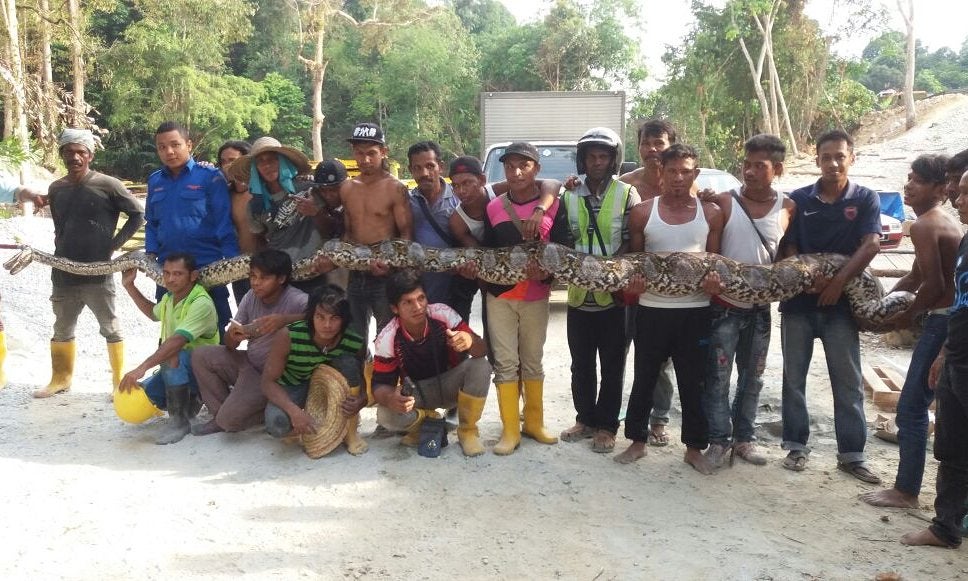 Python caught in Malaysia could be the largest ever ...