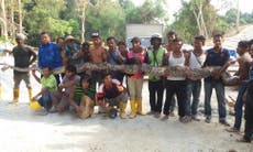 Largest ever captured python dies in Malaysia