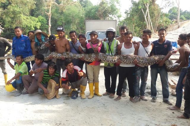 Members of Malaysia’s civil defence force hold the python