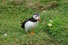 Cool Place of the Day: Skomer Island, Pembrokeshire