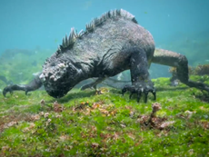 Read more


'Godzilla' iguana filmed in stunning footage