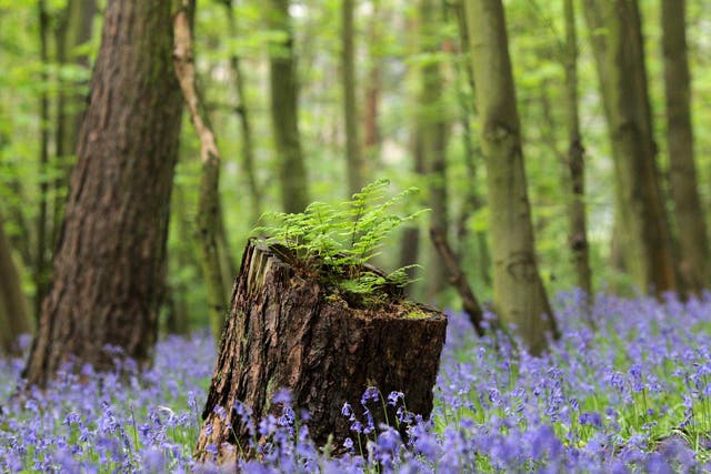 Bluebell flowers cover a woodland floor in Scunthorpe, north-east England