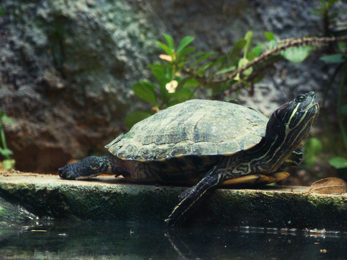 Man caught smuggling turtles in his trousers sentenced to 5 years in ...