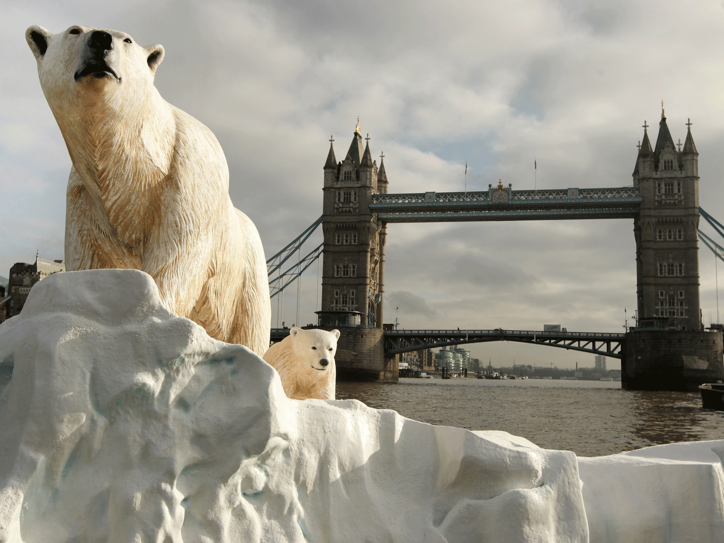 A 16 foot high sculpture of a polar bear and cub, afloat on a small iceberg on the River Thames, passes in front of Tower Bridge in London