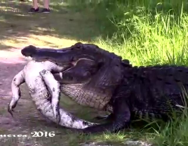 Cannibal alligator devours another alligator in startling video