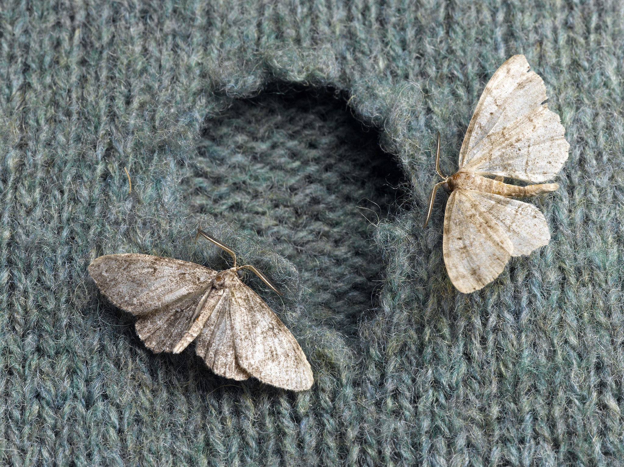 Clothes moths are responsible for a lot of damage in Britain's wardrobes