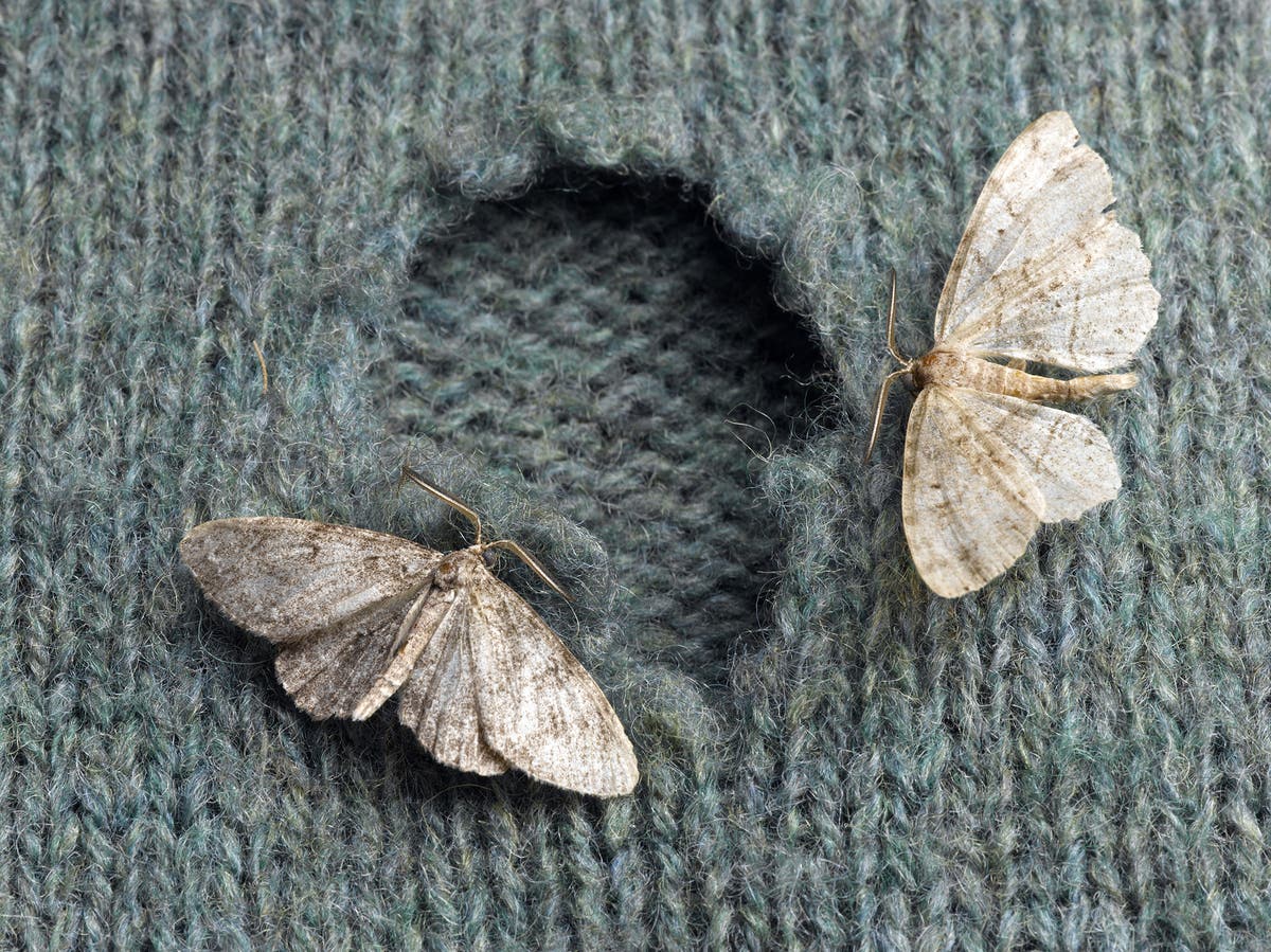 Clothes Moth