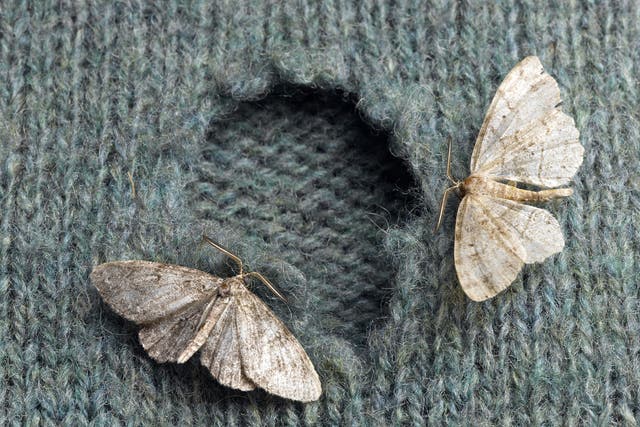 Reported incidents of clothes moth infestation have also risen by a third in the year up to the end of March