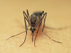 Malaria vaccine could be in sight