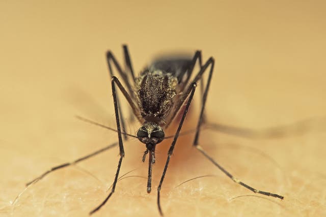 It is the impregnated female mosquitoes that bite