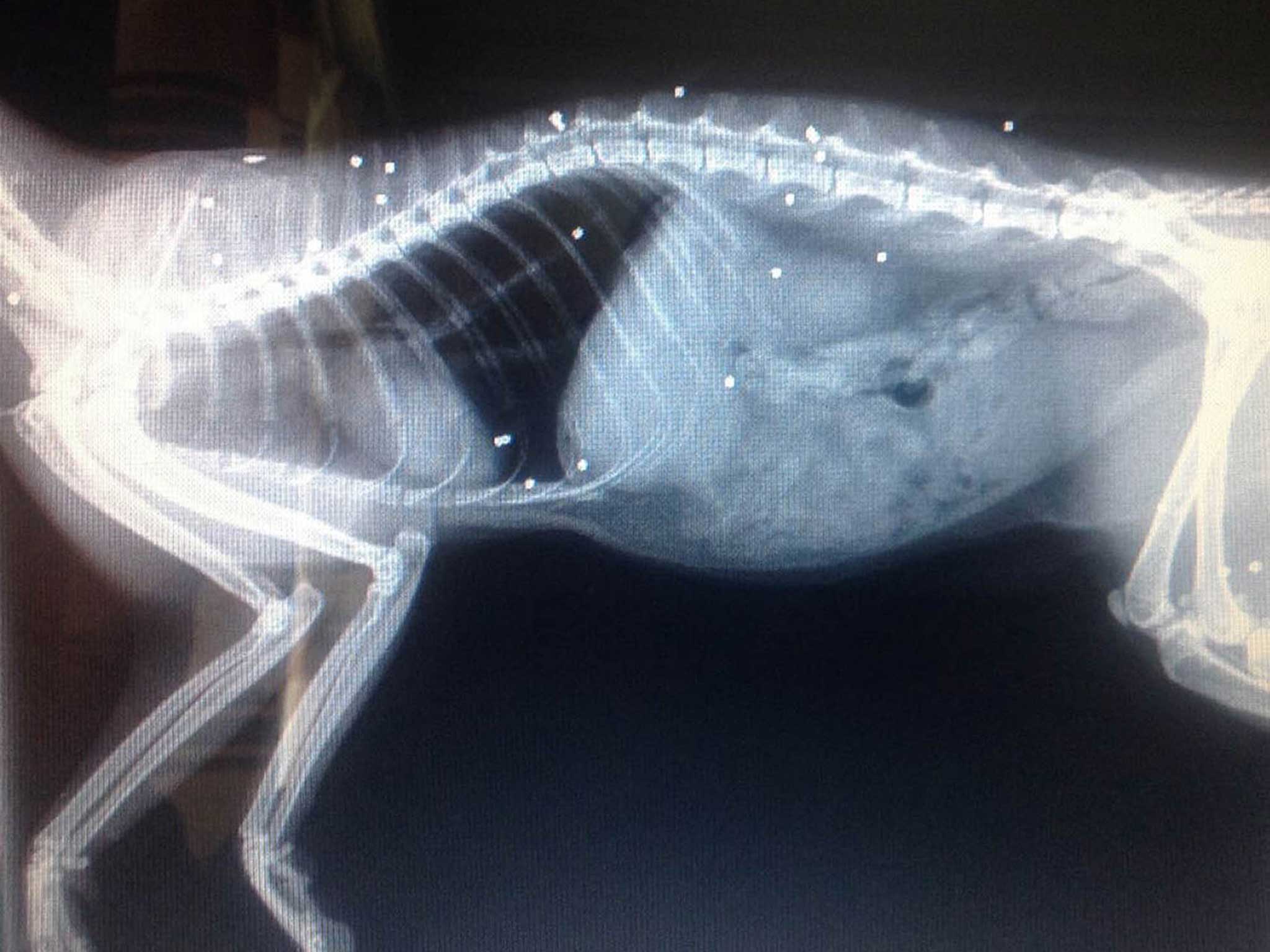 An x-ray of Puss-Puss, who has made a "miraculous" recovery after suffering 30 separate shotgun wounds