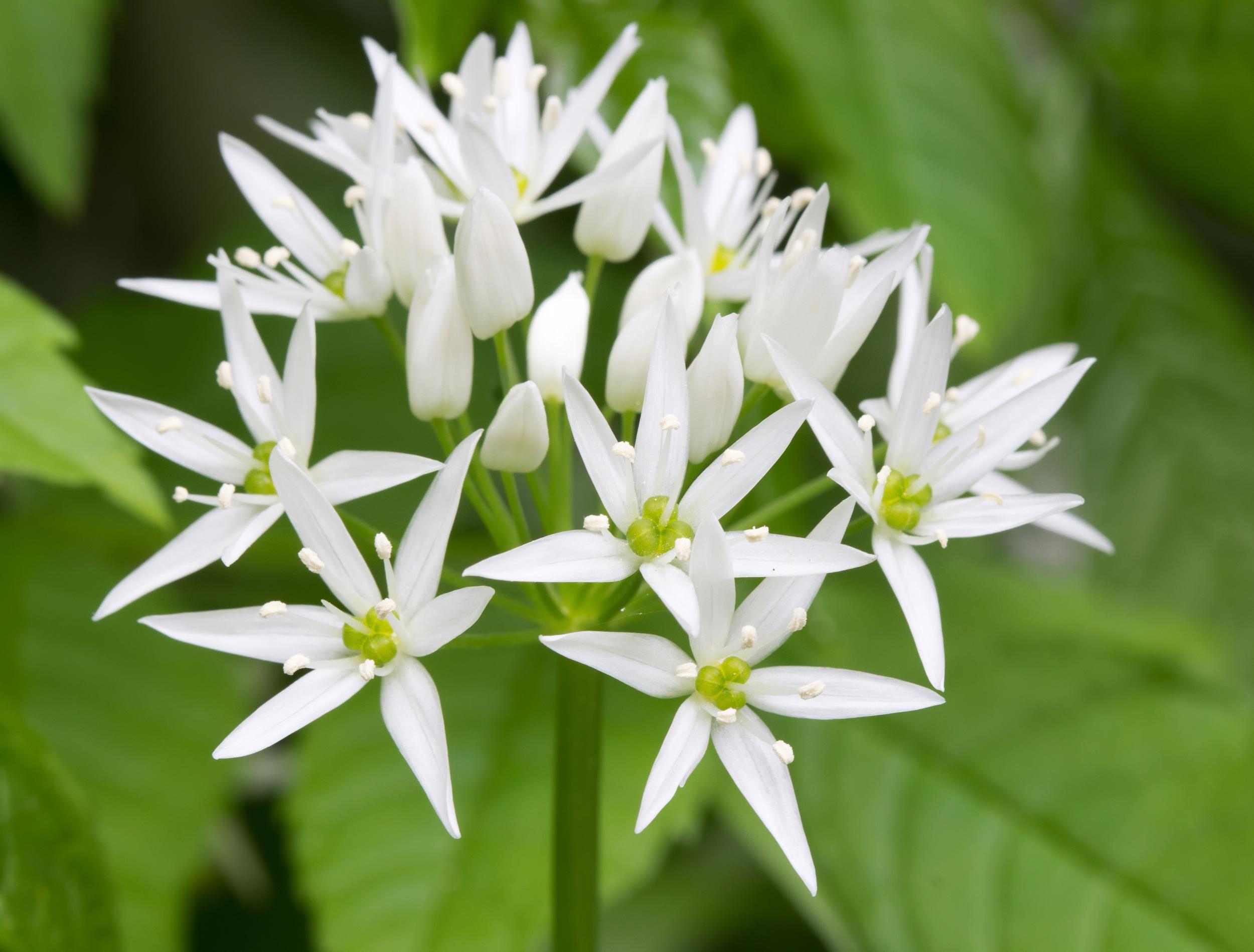 wild garlic plant edible