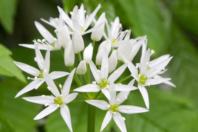 The fragrant wild garlic flower