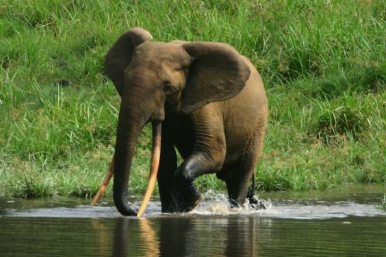 A forest elephant in Gabon. Forest elephants are known their long, straight tusks