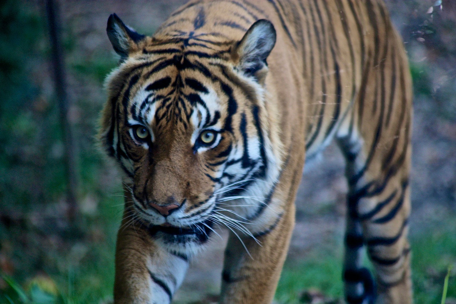 The Malayan tiger was immediately tranquilized