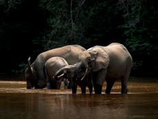 Gabon launches elephant fences in pioneering conservation move