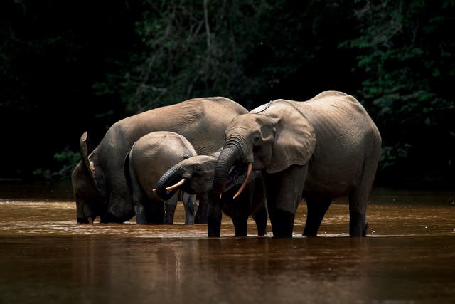 Endangered forest elephants in Gabon