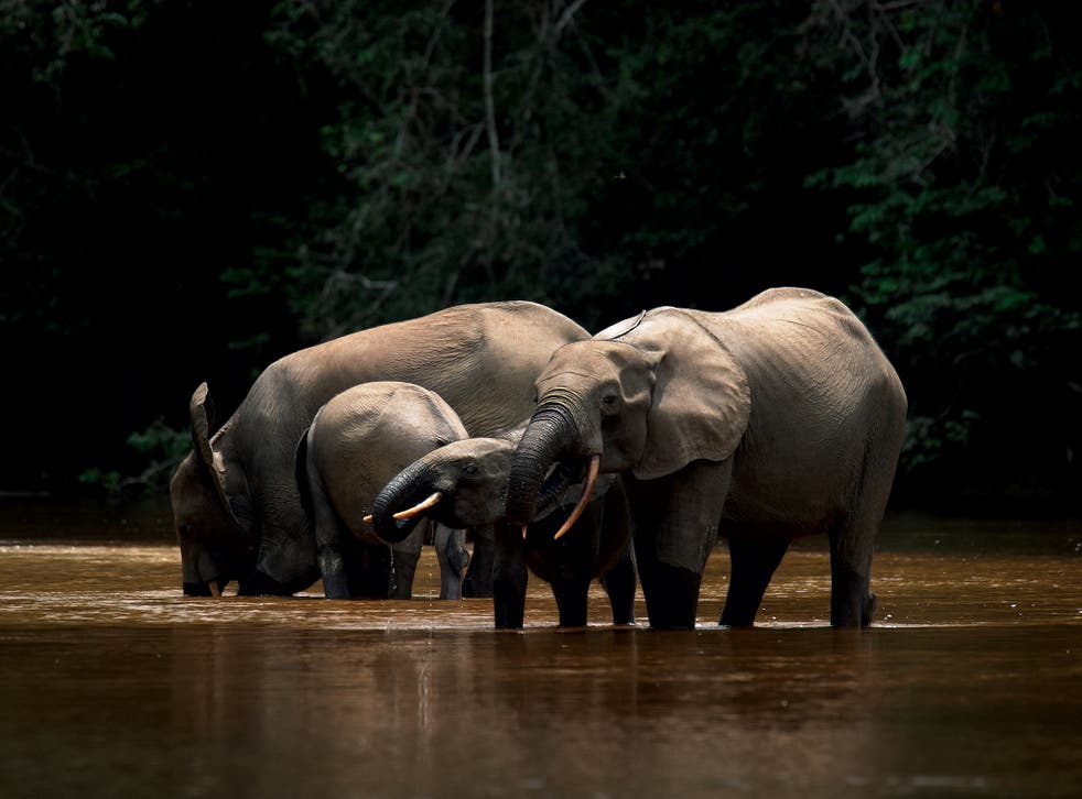 Endangered forest elephants in Gabon