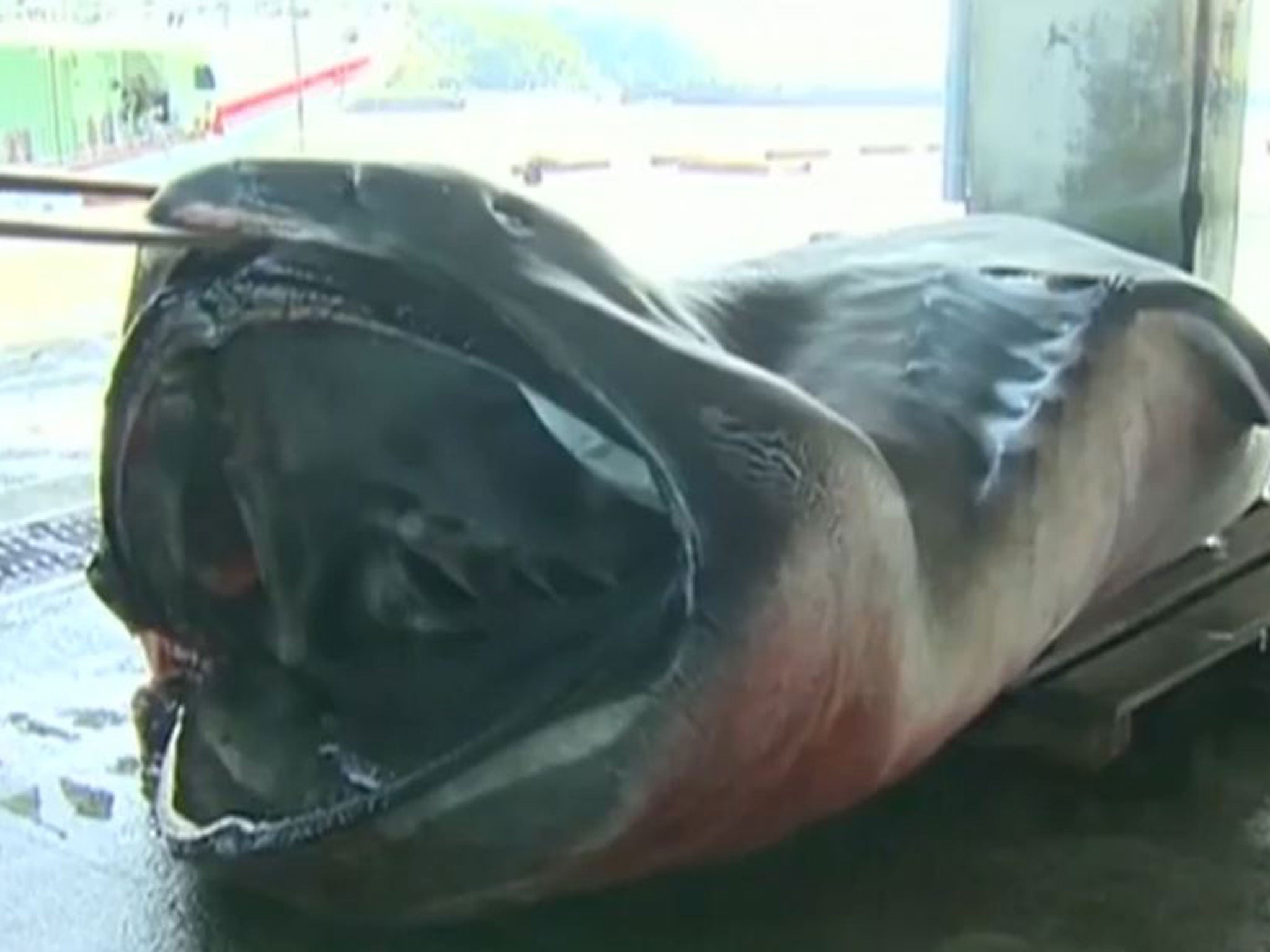 Rare Megamouth shark caught in Japan, The Independent