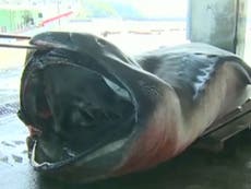 Rare Megamouth shark caught in Japan
