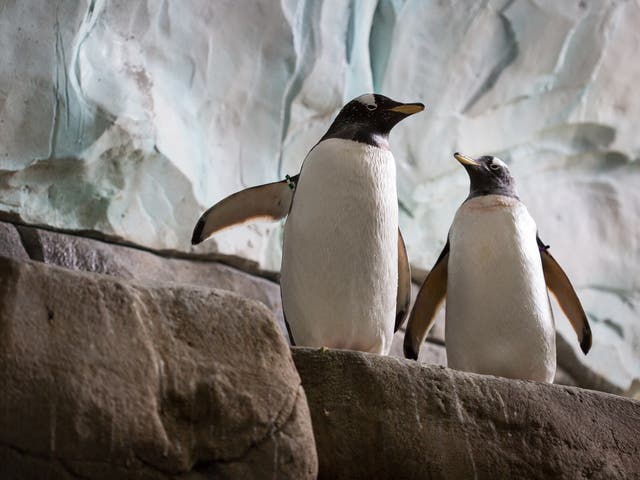 Two king penguins at Hamburg Zoo (file pic)