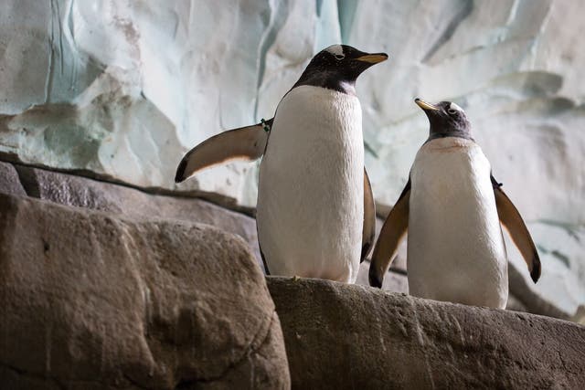 Two king penguins at Hamburg Zoo (file pic)
