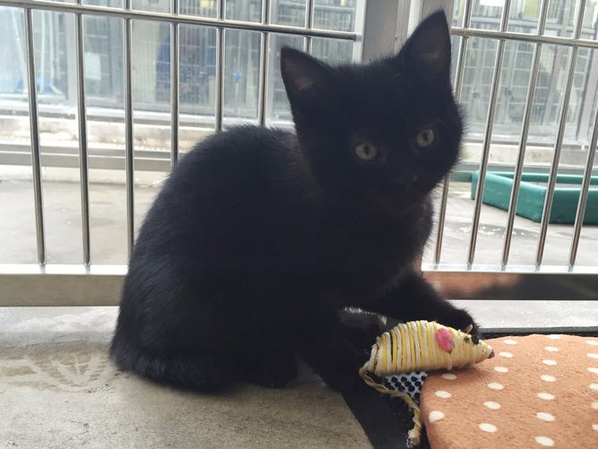 Rare hermaphrodite kitten is looking for a new home | The Independent | The  Independent