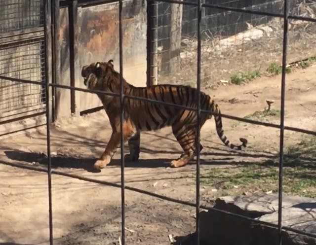 A woman jumped into a tiger enclosure to retrieve her hat