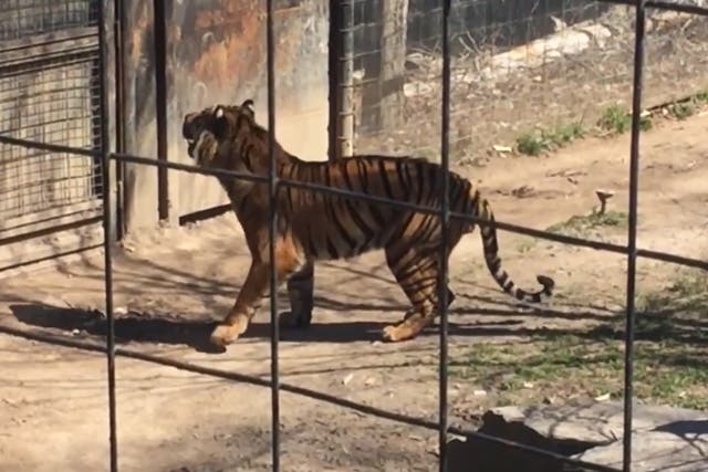 A woman jumped into a tiger enclosure to retrieve her hat