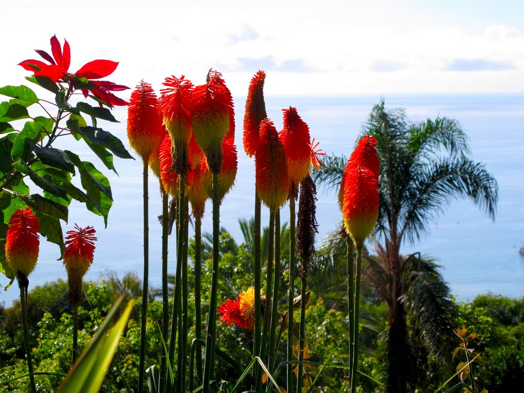 Flowers in Madeira