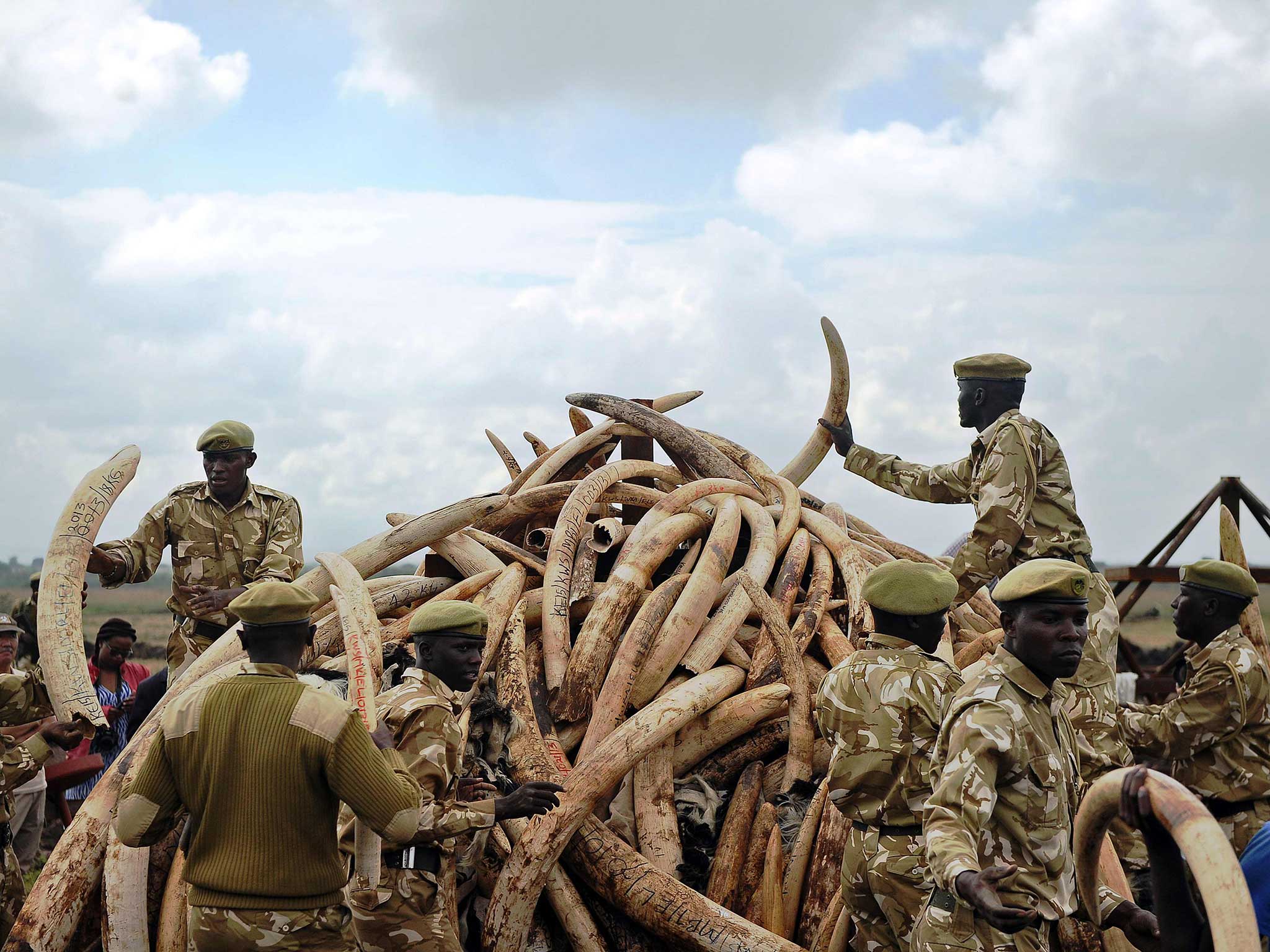 Anti-poaching rangers pile up elephant ivory onto a pyre, at Nairobi's national park